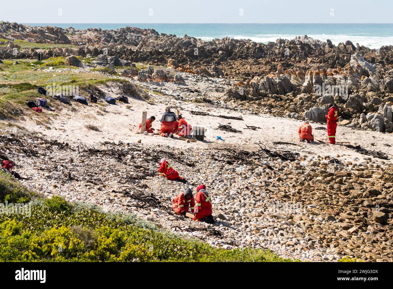Pulizia delle spiagge, conservazione ambientale delle aree costiere da parte di un gruppo di persone o lavoratori municipali che indossano tute a Western Cape, Sud Africa Foto Stock