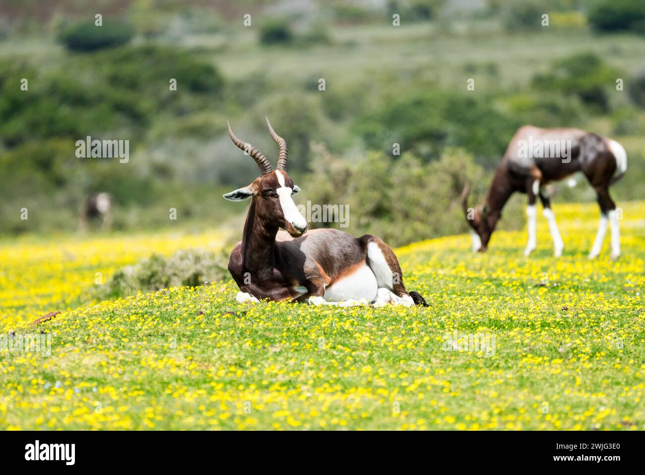 Antilope Bontebok (Damaliscus pygargus) adagiato tra i fiori primaverili in un prato o campo della riserva naturale De Hoop, Capo Occidentale, Sudafrica Foto Stock