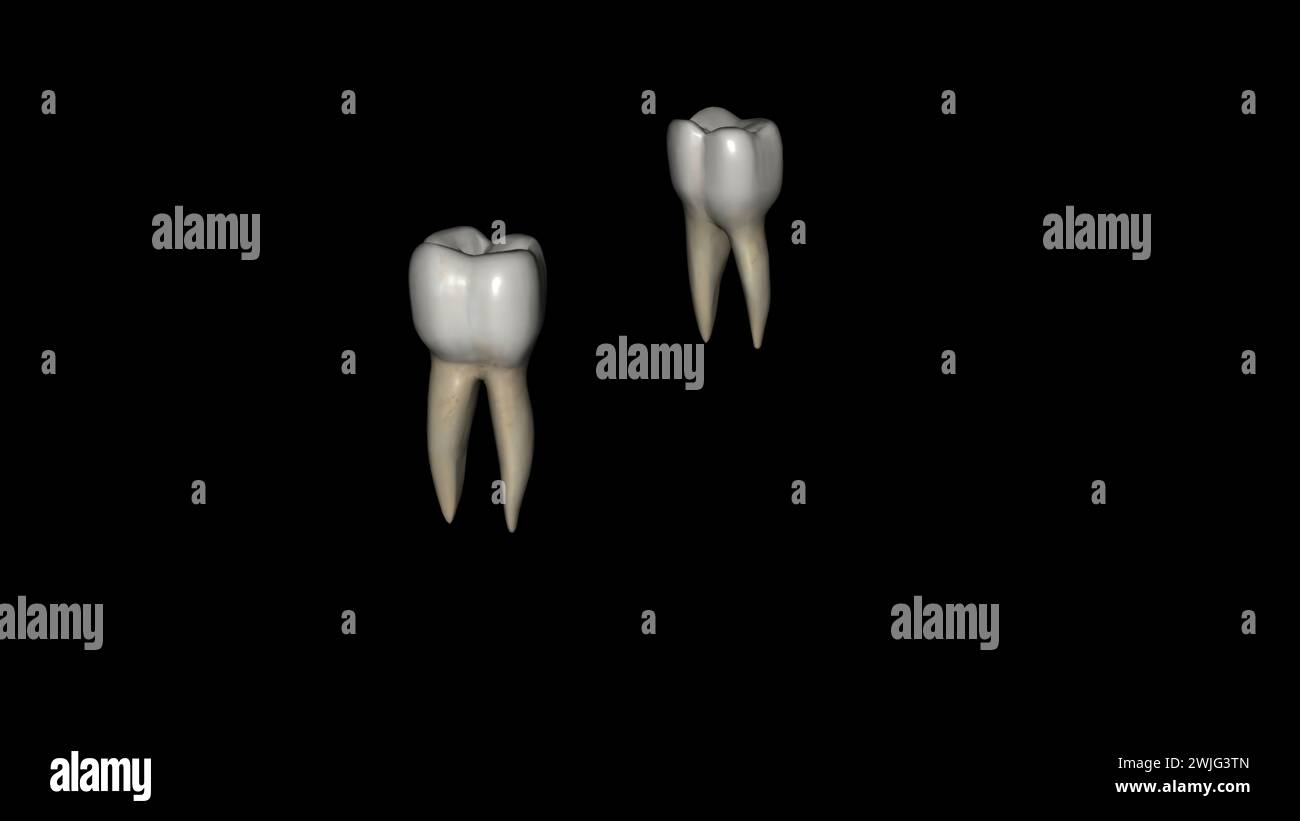 Il secondo molare mandibolare assomiglia al primo molare permanente mandibolare, tranne che il dente primario è più piccolo in tutte le sue dimensioni 3d illustra Foto Stock