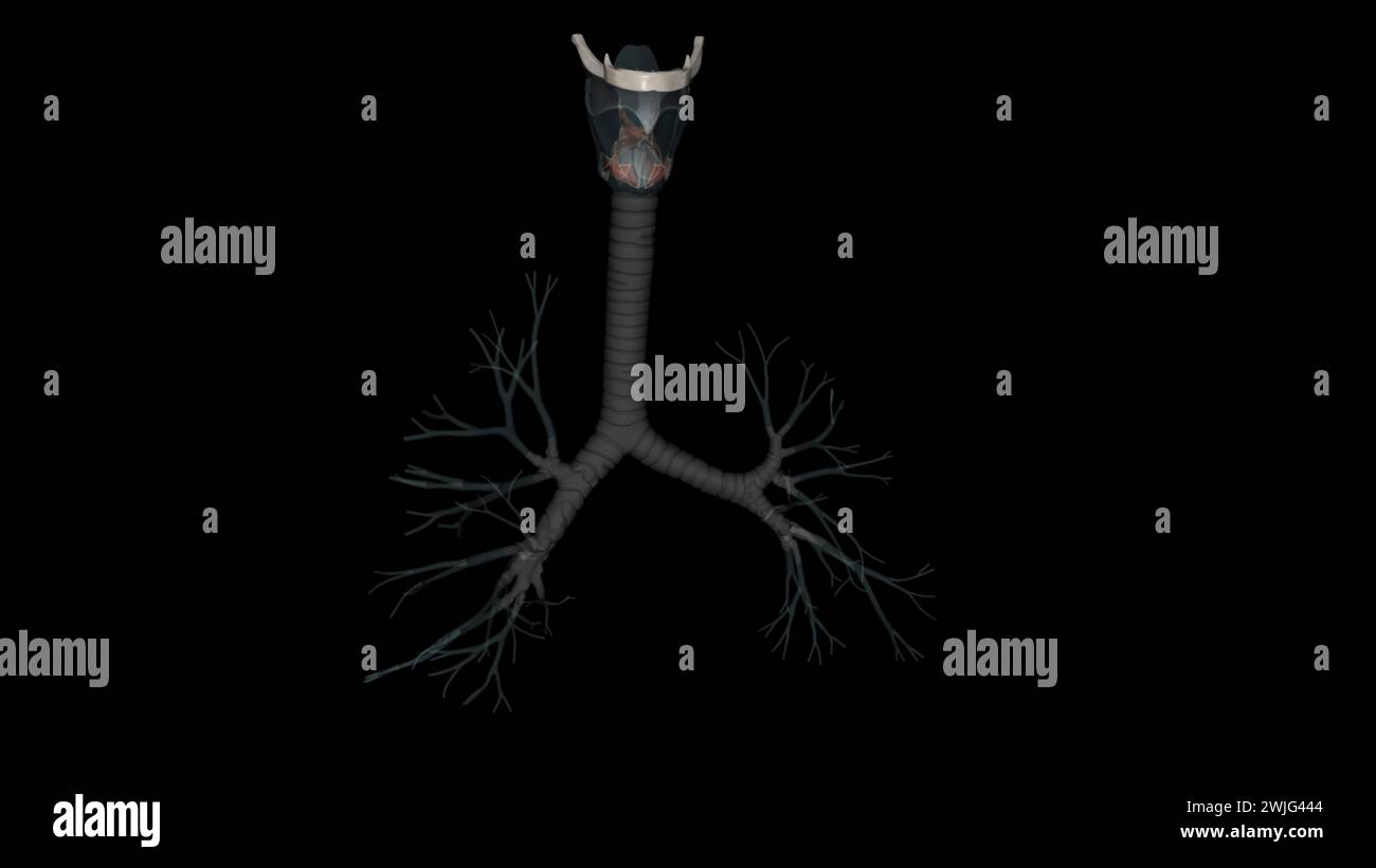 La trachea è il tubo lungo che collega la laringe (casella vocale) all'illustrazione bronchi 3d. Foto Stock