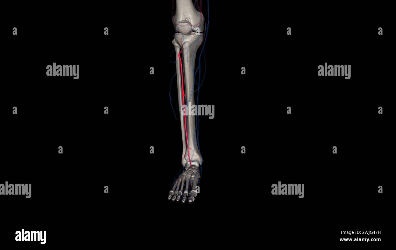 M sculo Tibial Anterior Anatom a Immagini E Fotografie Stock Ad Alta m-sculo-tibial-anterior-anatom-a-immagini-e-fotografie-stock-ad-alta