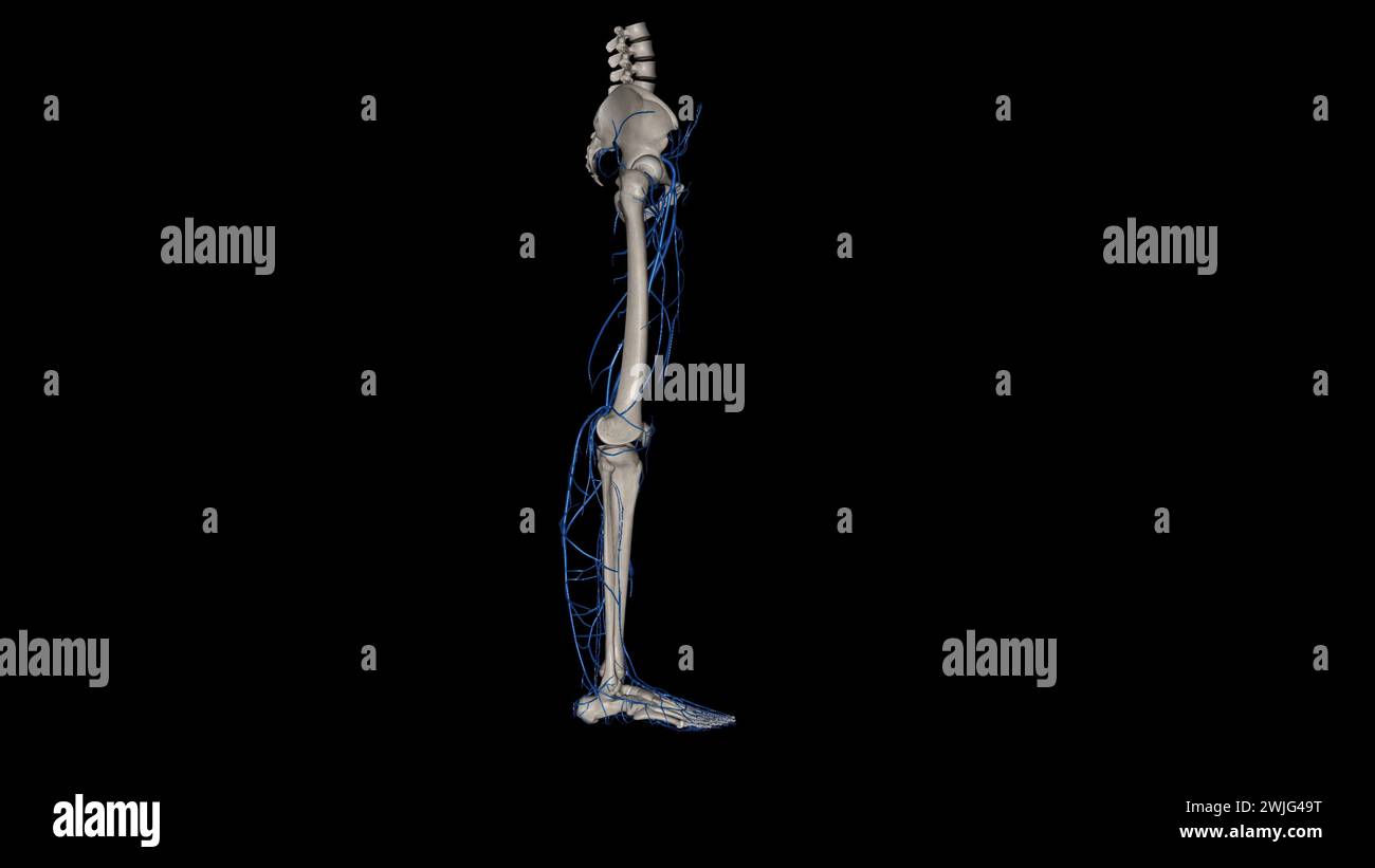 Illustrazione 3d arto inferiore, arterie e vene Foto Stock