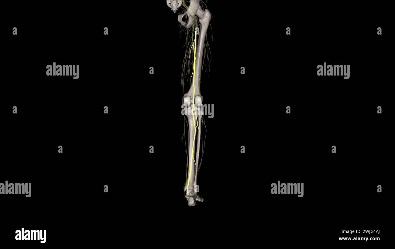 Il nervo tibiale è uno dei principali nervi periferici dell'arto inferiore. Foto Stock