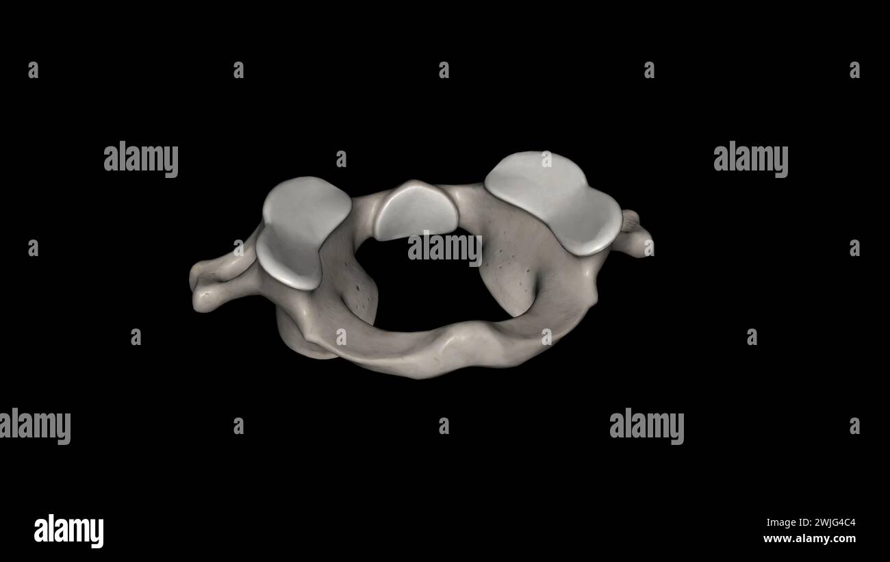 L'atlante (plurale: Atlanti) è la prima vertebra cervicale, comunemente chiamata illustrazione C1 3d. Foto Stock