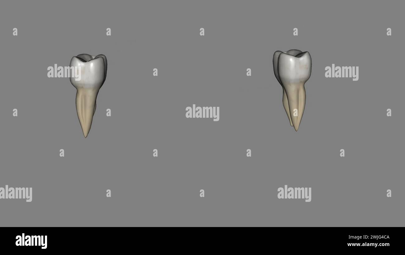 Il secondo molare mandibolare assomiglia al primo molare permanente mandibolare, tranne che il dente primario è più piccolo in tutte le sue dimensioni 3d illustra Foto Stock