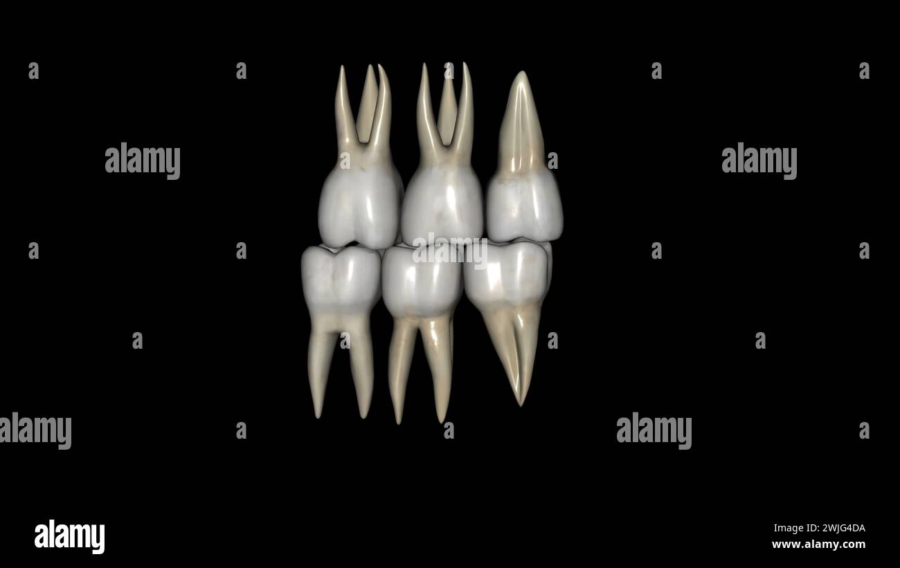 Illustrazione 3d molare, maxillare e mandibolare Foto Stock
