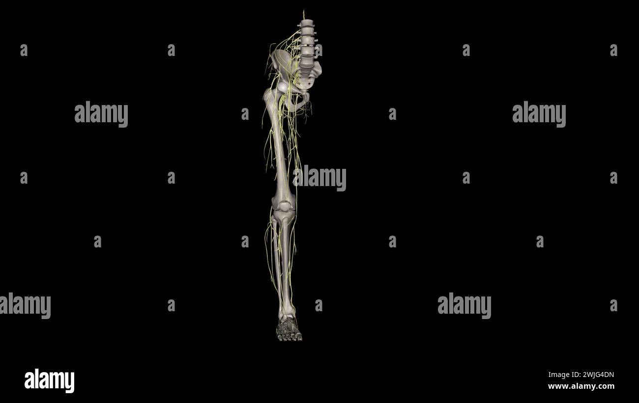 Nervi dell'arto inferiore femorale cutaneo, laterale, del plesso lombare. Foto Stock