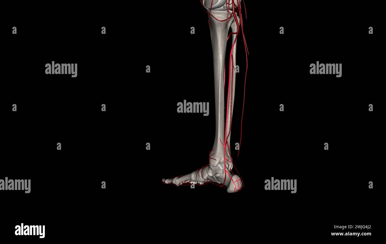 L'arteria tibiale posteriore inizia dal bordo inferiore del popliteo come uno dei due rami terminali delle arterie poplitee 3d illustrati Foto Stock