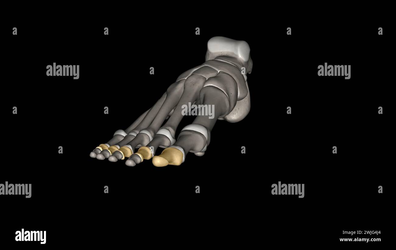 Le falangi centrali (piede) sono alcune delle ossa lunghe più piccole che formano le dita dei piedi dell'illustrazione 3d. Foto Stock