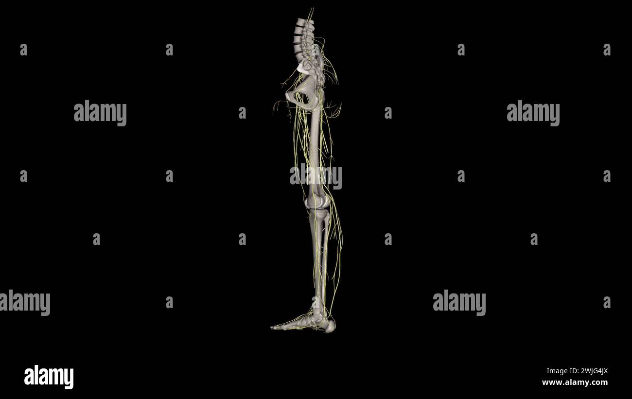Nervi dell'arto inferiore femorale cutaneo, laterale, del plesso lombare. Foto Stock