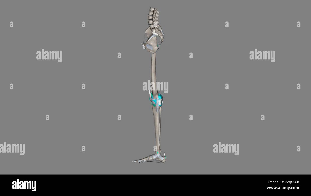 Illustrazione 3d di arto inferiore, legamenti e ossa Foto Stock