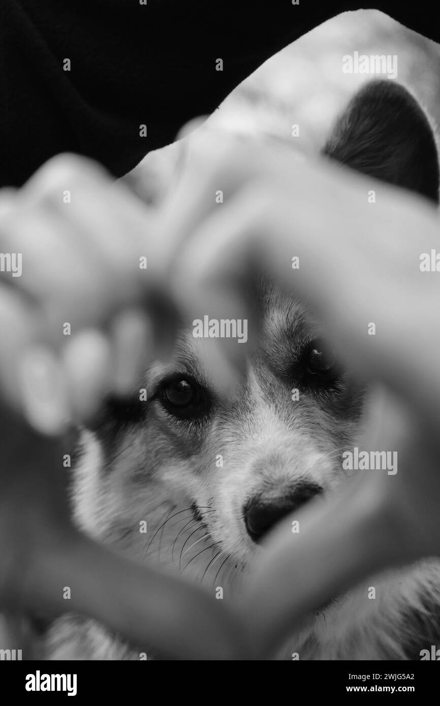 Foto monocromatica alla moda in bianco e nero. Concetto di un rapporto caldo tra animale domestico e proprietario. Mani vicino alla museruola del cane. Dita femminili a forma di Foto Stock