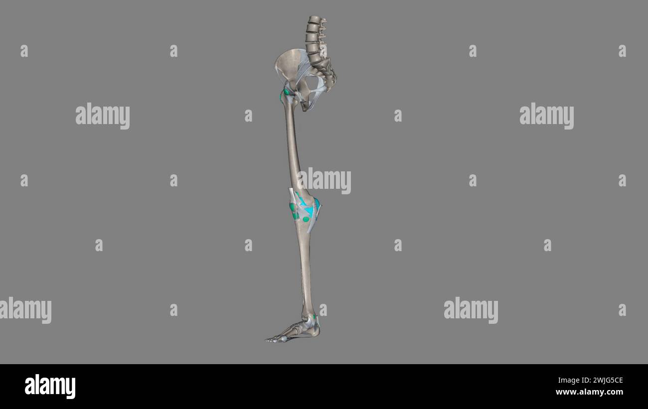 Illustrazione 3d di arto inferiore, legamenti e ossa Foto Stock