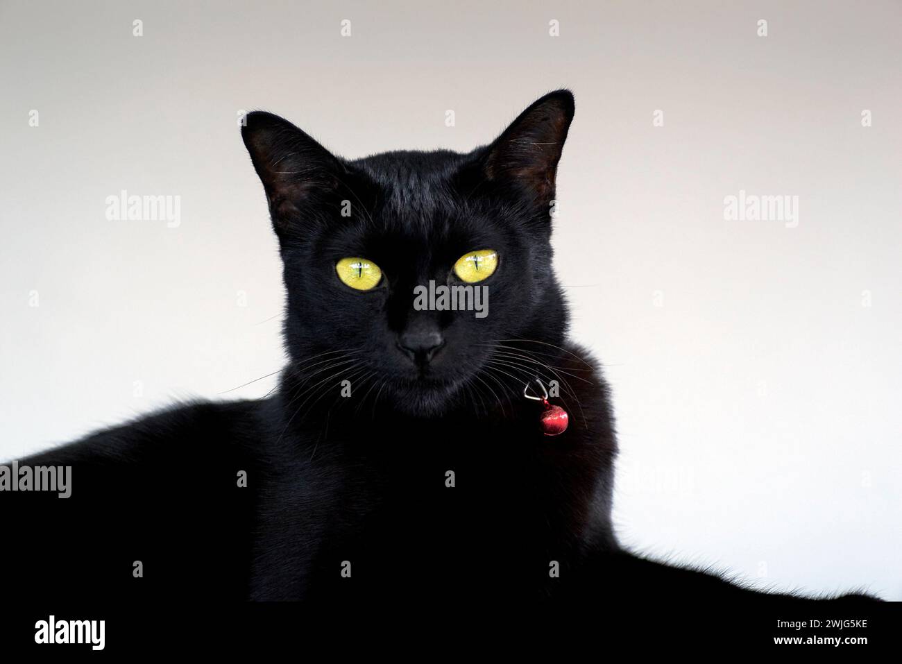 Gatto, nero, Ritratto, gatto nero pieno, occhi gialli Foto Stock