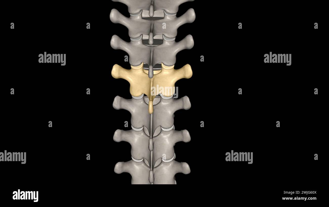 Vertebrale toracica, T5 dodici vertebre si trovano nella colonna toracica e sono numerate da T-1 a T-12 illustrazione 3d. Foto Stock