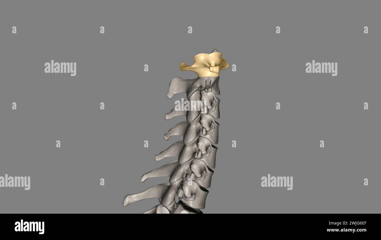 L'atlante (plurale: Atlanti) è la prima vertebra cervicale, comunemente chiamata illustrazione C1 3d. Foto Stock