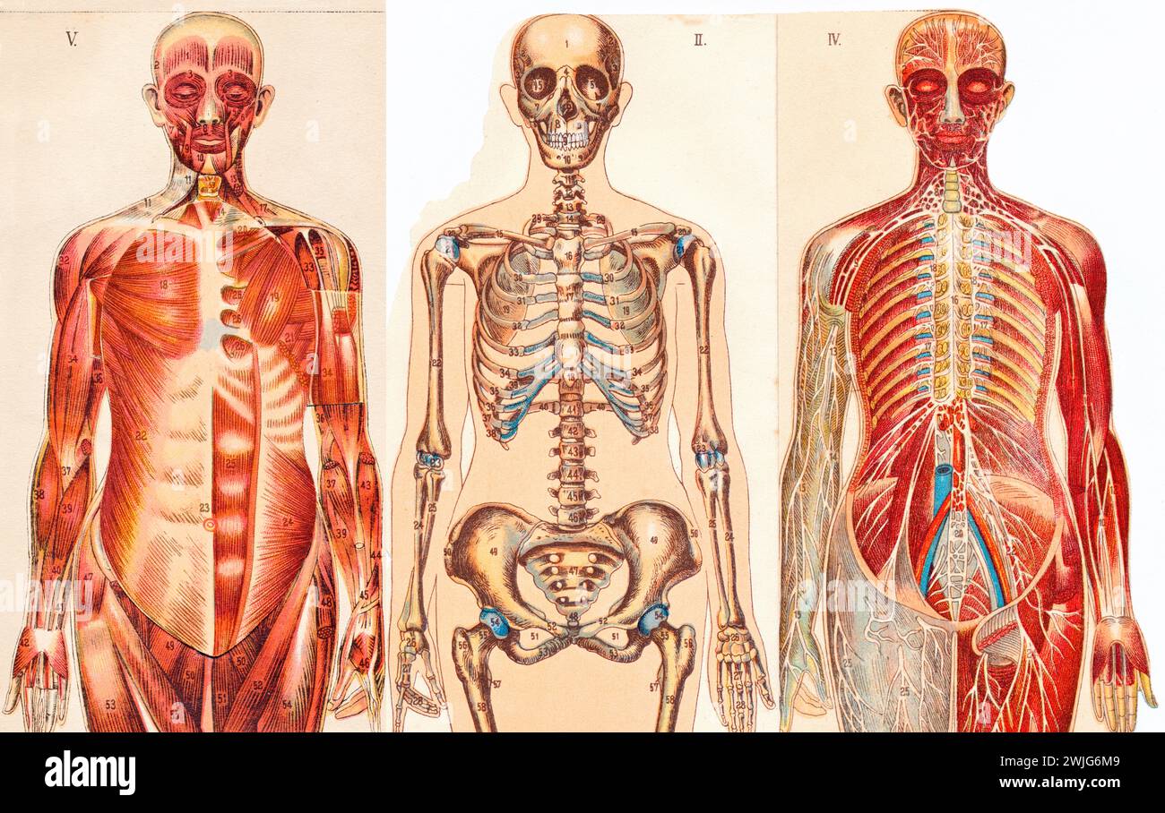 Illustrazioni mediche di una figura maschile, Germania, circa 1930, Europa Foto Stock