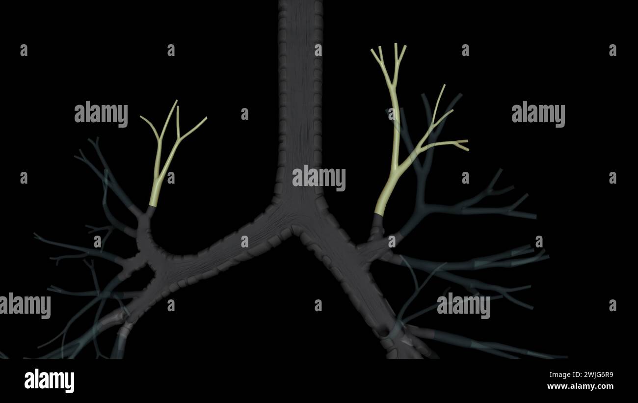 Il bronco segmentale apicale è il bronco più superiore dell'aspetto posteriore dell'illustrazione 3d dell'albero bronchiale Foto Stock