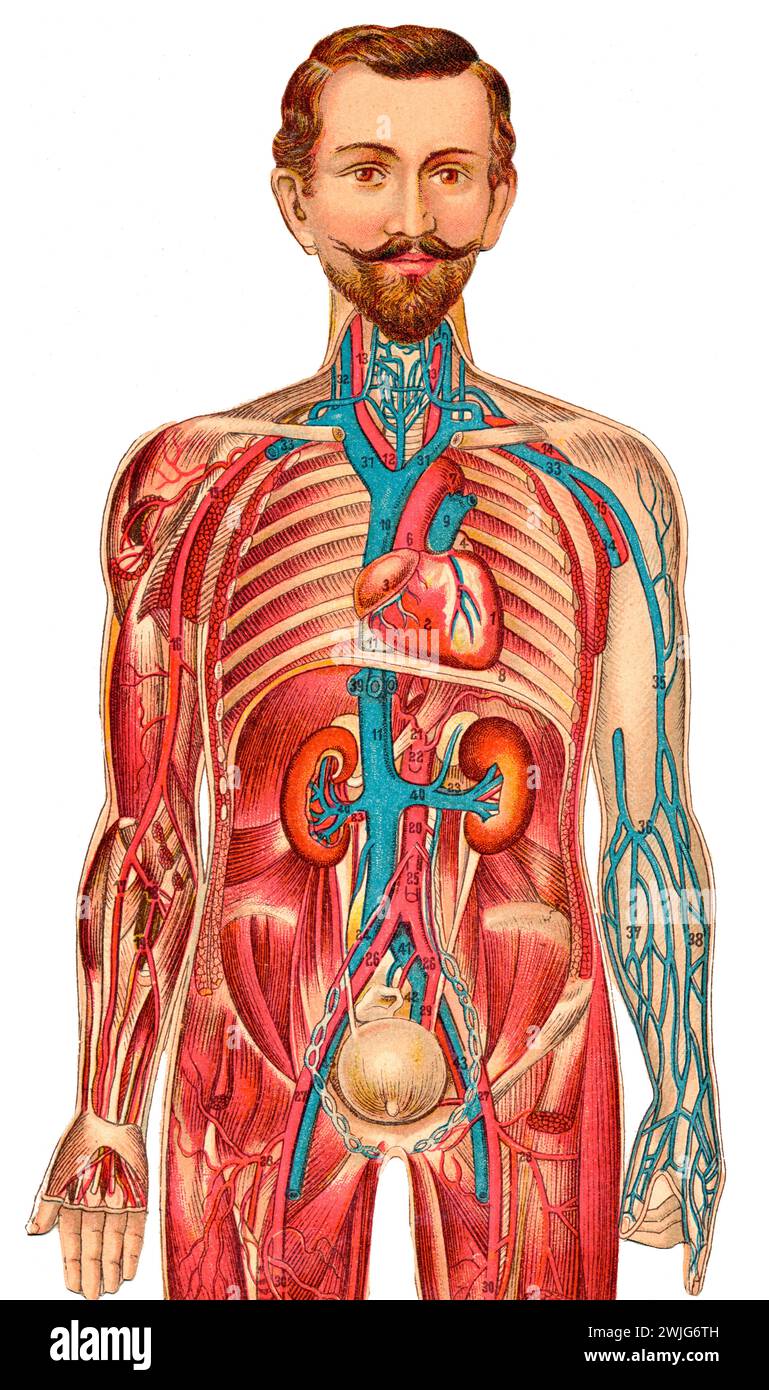 Illustrazioni mediche di una figura maschile, Germania, circa 1930, Europa Foto Stock