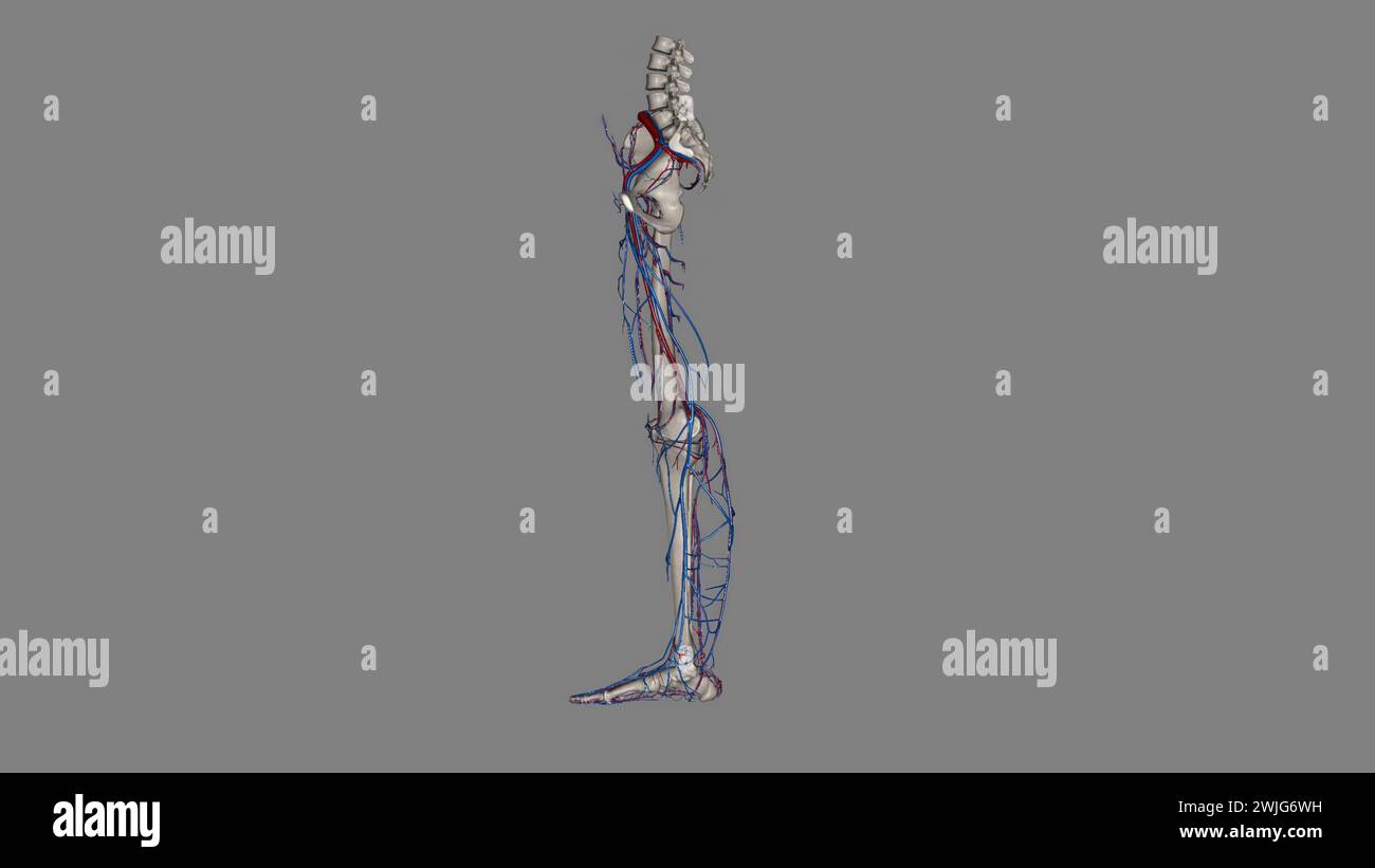 Illustrazione 3d arto inferiore, arterie e vene Foto Stock