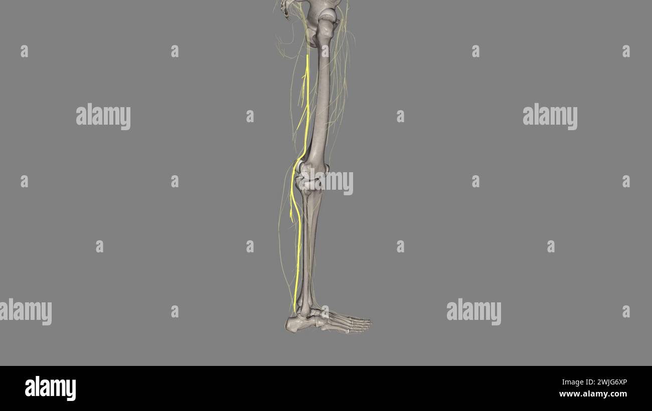 Il nervo tibiale è uno dei principali nervi periferici dell'arto inferiore. Foto Stock