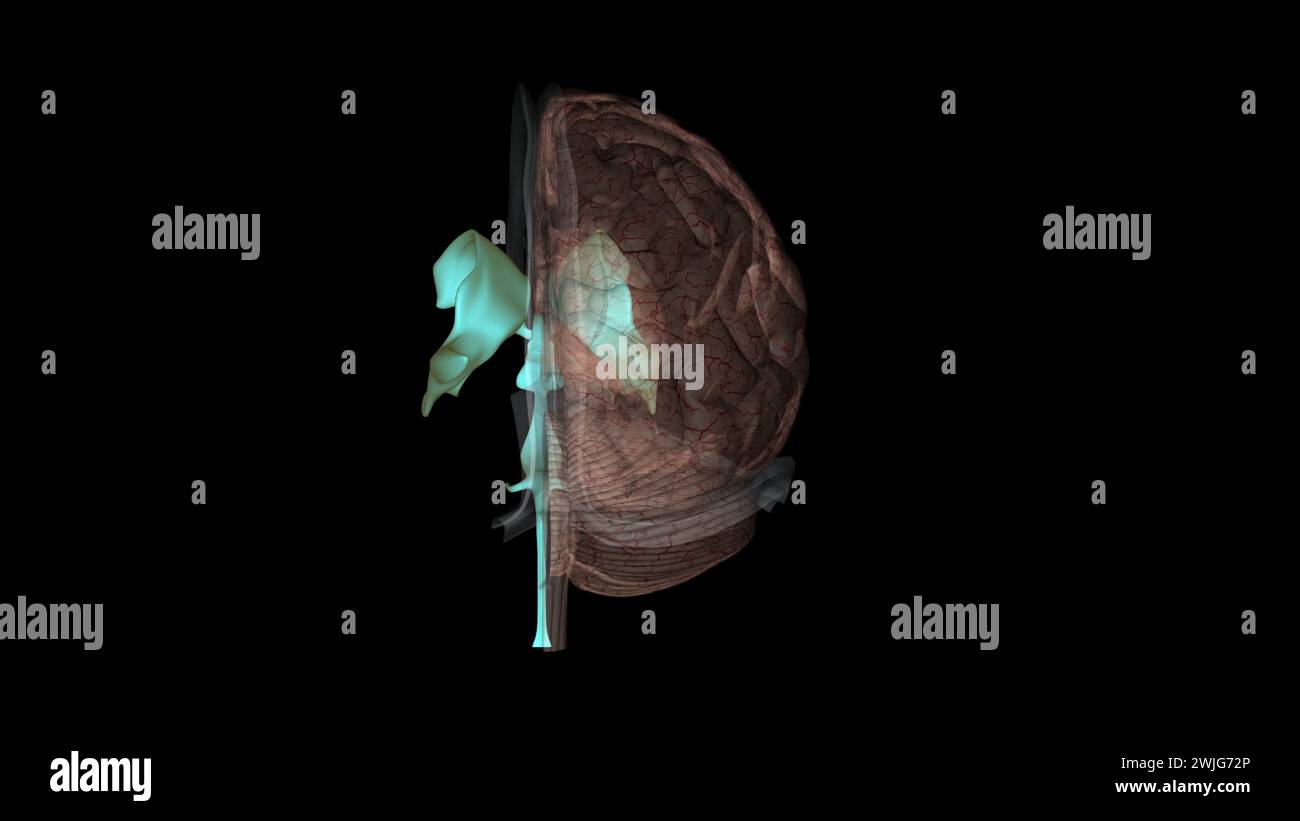 I ventricoli sono strutture che producono liquido cerebrospinale e lo trasportano intorno alla cavity3d illustrazione Foto Stock