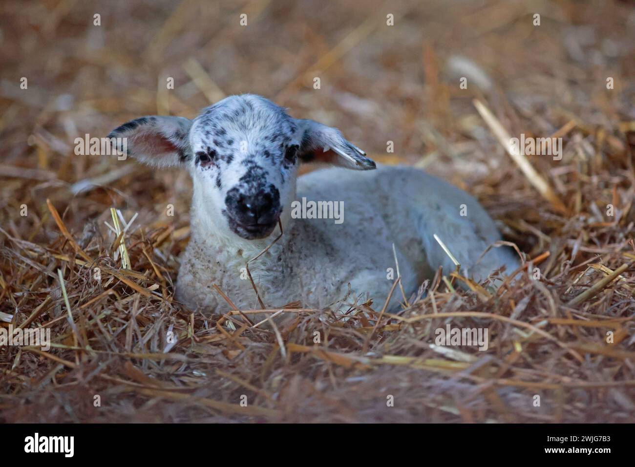 Wernigerode, Germania. 15 febbraio 2024. Un agnello di poche ore si trova nell'allevamento di pecore di Kleemann. I giovani cosiddetti agnelli pasquali sono nati dall'inizio di febbraio. Shepherd Kleemann prevede fino a 800 agnelli entro la fine della stagione degli agnelli. Kleemann e i suoi dipendenti attualmente si occupano di 2000 animali. Sono utilizzati principalmente per la conservazione del paesaggio. Crediti: Matthias Bein/dpa/ZB/dpa/Alamy Live News Foto Stock