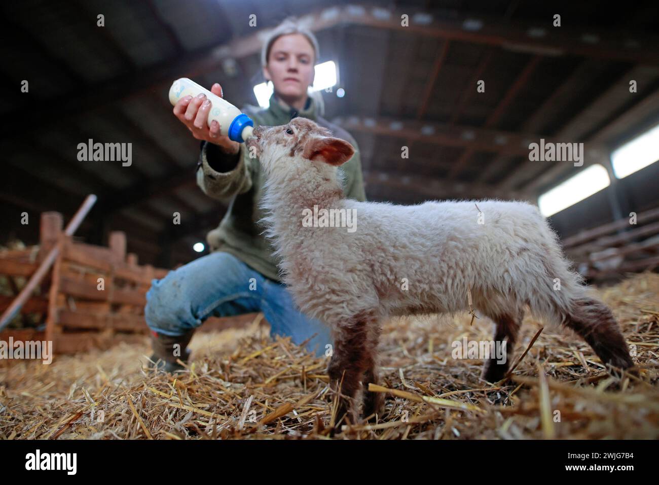 Wernigerode, Germania. 15 febbraio 2024. La dipendente Lara Scharwinski nutre il latte a un agnello di poche settimane di età nell'allevamento di pecore di Kleemann. I giovani cosiddetti agnelli pasquali sono nati dall'inizio di febbraio. Shepherd Kleemann prevede fino a 800 agnelli entro la fine della stagione degli agnelli. Kleemann e i suoi dipendenti attualmente si occupano di 2000 animali. Sono utilizzati principalmente per la conservazione del paesaggio. Crediti: Matthias Bein/dpa/ZB/dpa/Alamy Live News Foto Stock