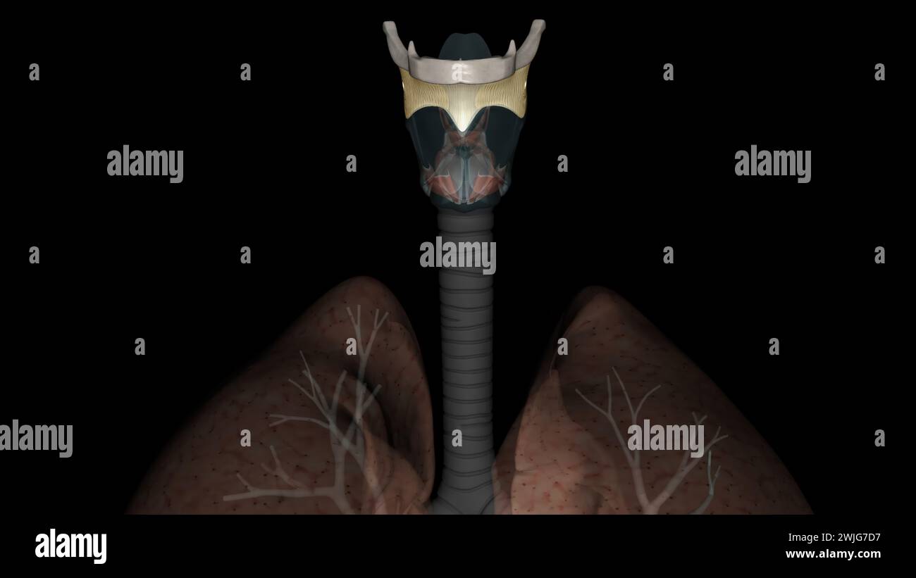 la membrana tiroidei collega la cartilagine tiroidea all'osso ioide e facilita il movimento superiore della laringe durante l'illustrazione 3d. Foto Stock