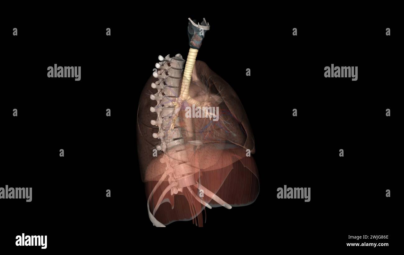 Trachea, nei vertebrati e negli invertebrati, un tubo o un sistema di tubi che porta l'illustrazione 3d dell'aria Foto Stock