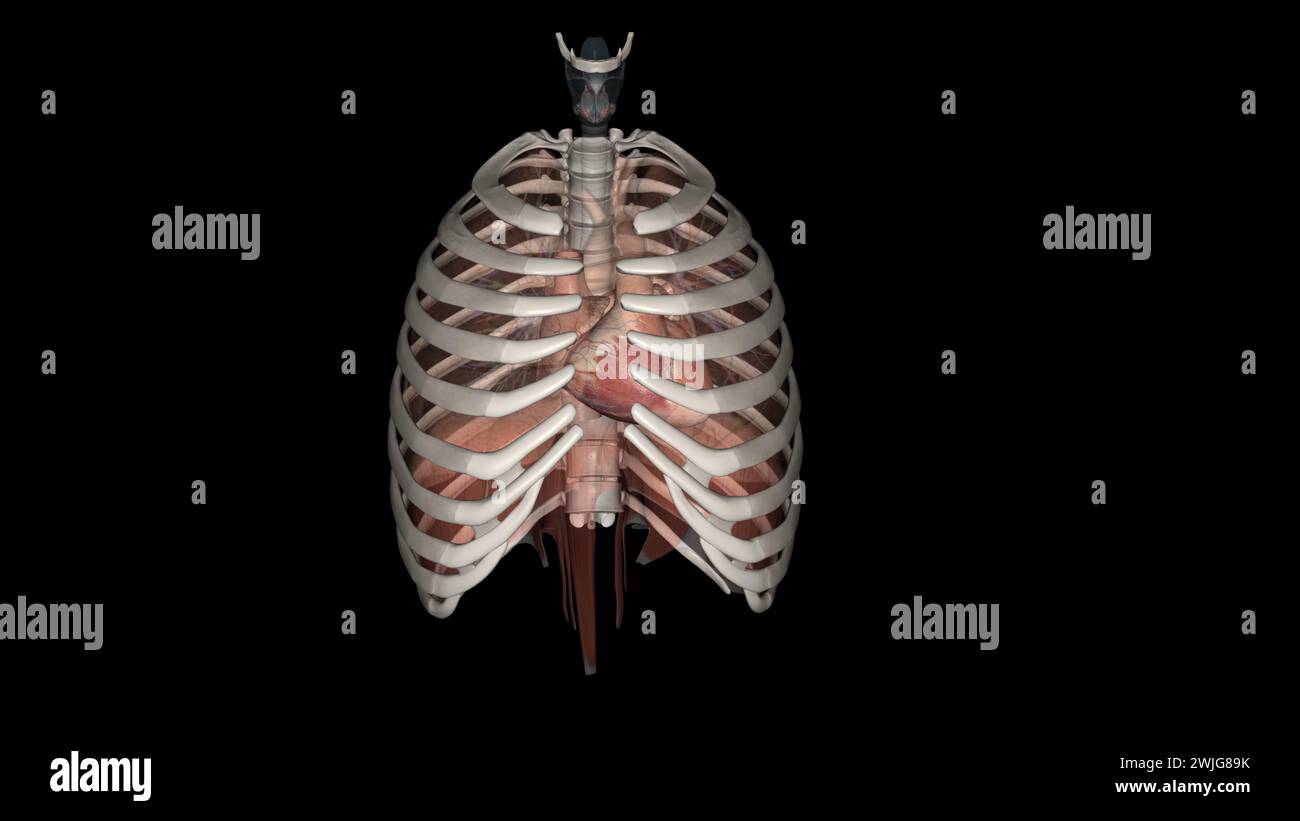 i polmoni aiutano a respirare e assorbire ossigeno nell'illustrazione 3d. Foto Stock