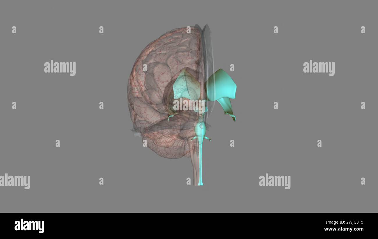 I ventricoli sono strutture che producono liquido cerebrospinale e lo trasportano intorno alla cavity3d illustrazione Foto Stock