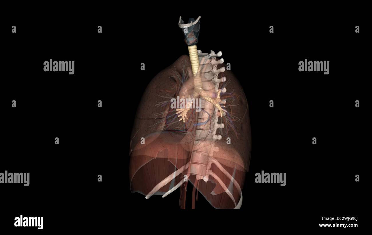 Trachea, nei vertebrati e negli invertebrati, un tubo o un sistema di tubi che porta l'illustrazione 3d dell'aria Foto Stock