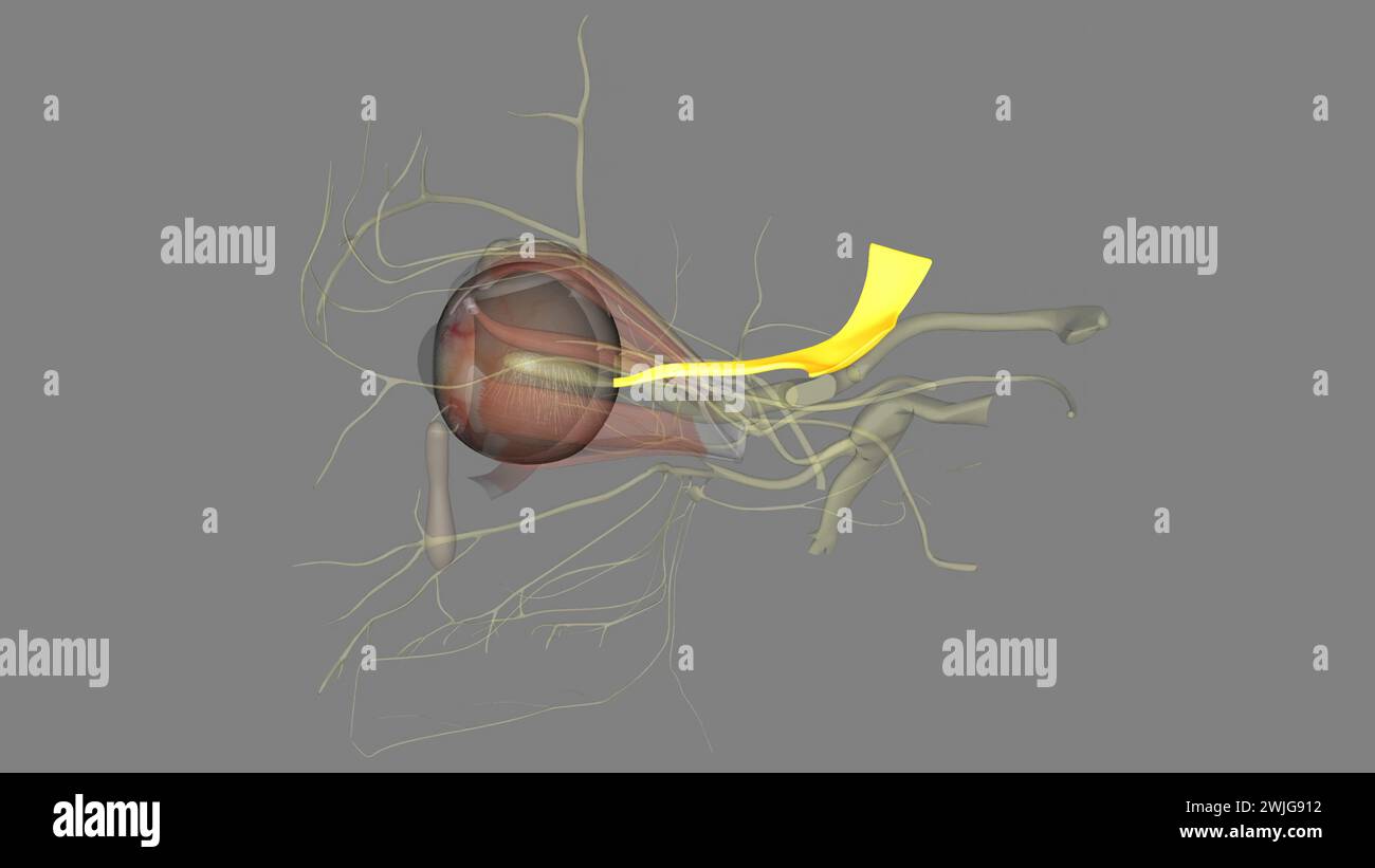 Immagine 3d trochlear nervo trochleare, movimento oculare illustrazione 3d il tratto olfattivo contiene fibre nervose sporgenti o Foto Stock