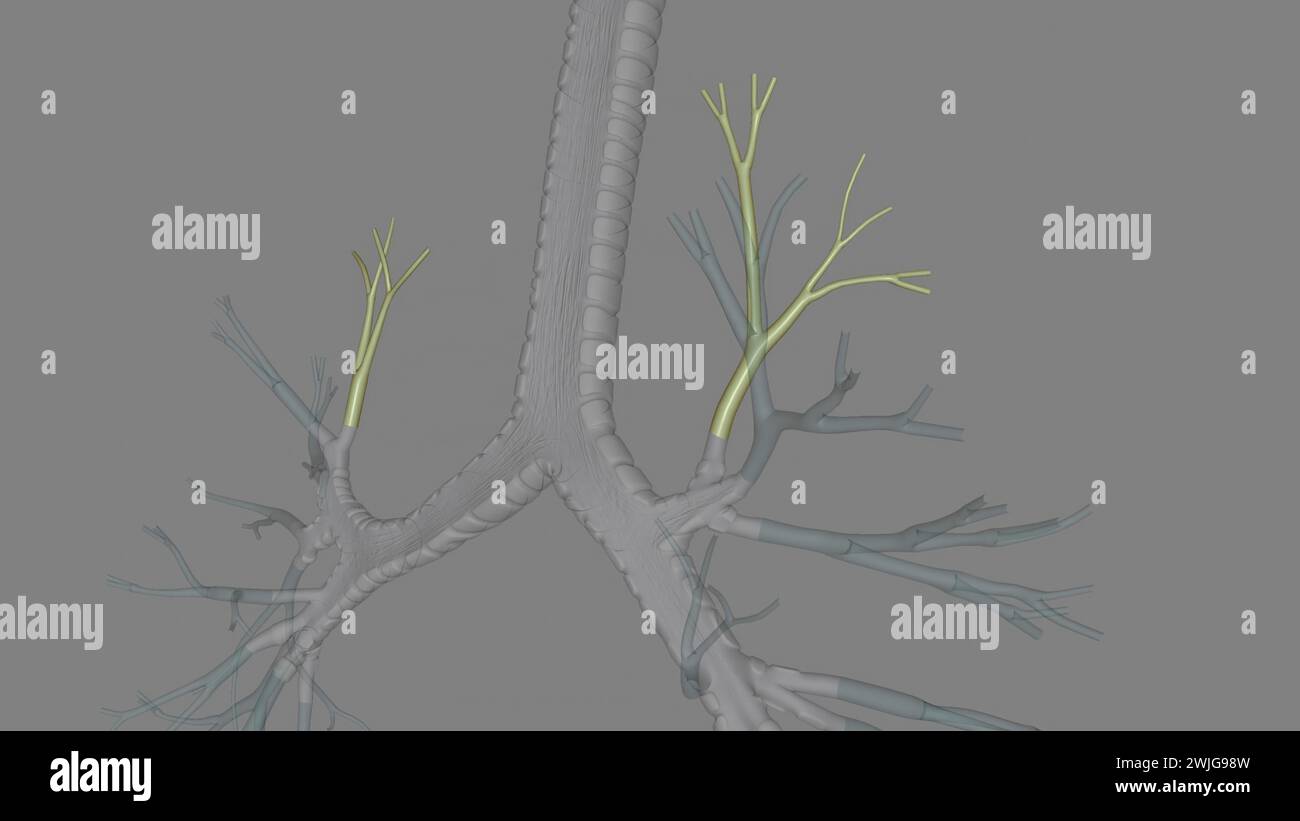 Il bronco segmentale apicale è il bronco più superiore dell'aspetto posteriore dell'illustrazione 3d dell'albero bronchiale Foto Stock