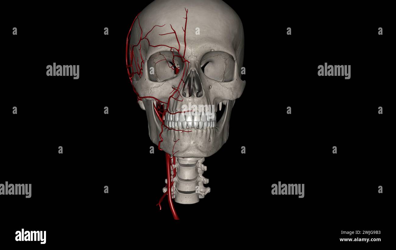 Arterie della testa e del collo arterie carotidee esterne arterie carotidee interne arterie vertebrali illustrazione 3d. Foto Stock