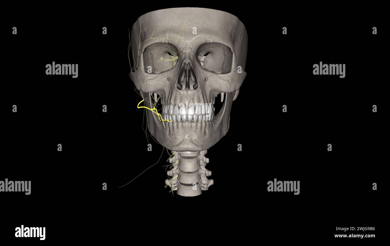 I rami buccali (rami buccales ramificati infraorbitali), di dimensioni maggiori rispetto agli altri, passano orizzontalmente in avanti per essere distribuiti sotto l'orbita Foto Stock