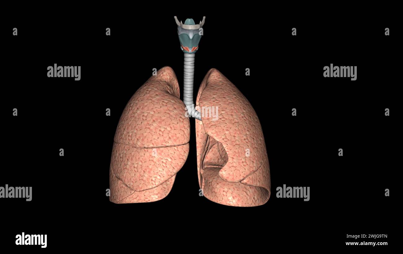Il sistema respiratorio è la rete di organi e tessuti che aiutano a respirare l'illustrazione 3d. Foto Stock