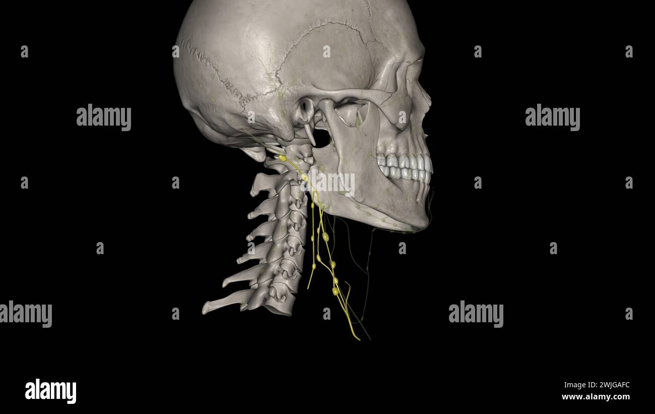 La vena giugulare interna è una struttura venosa accoppiata che raccoglie il sangue dal cervello, dalle regioni superficiali del viso e del collo, illustrazione 3d. Foto Stock