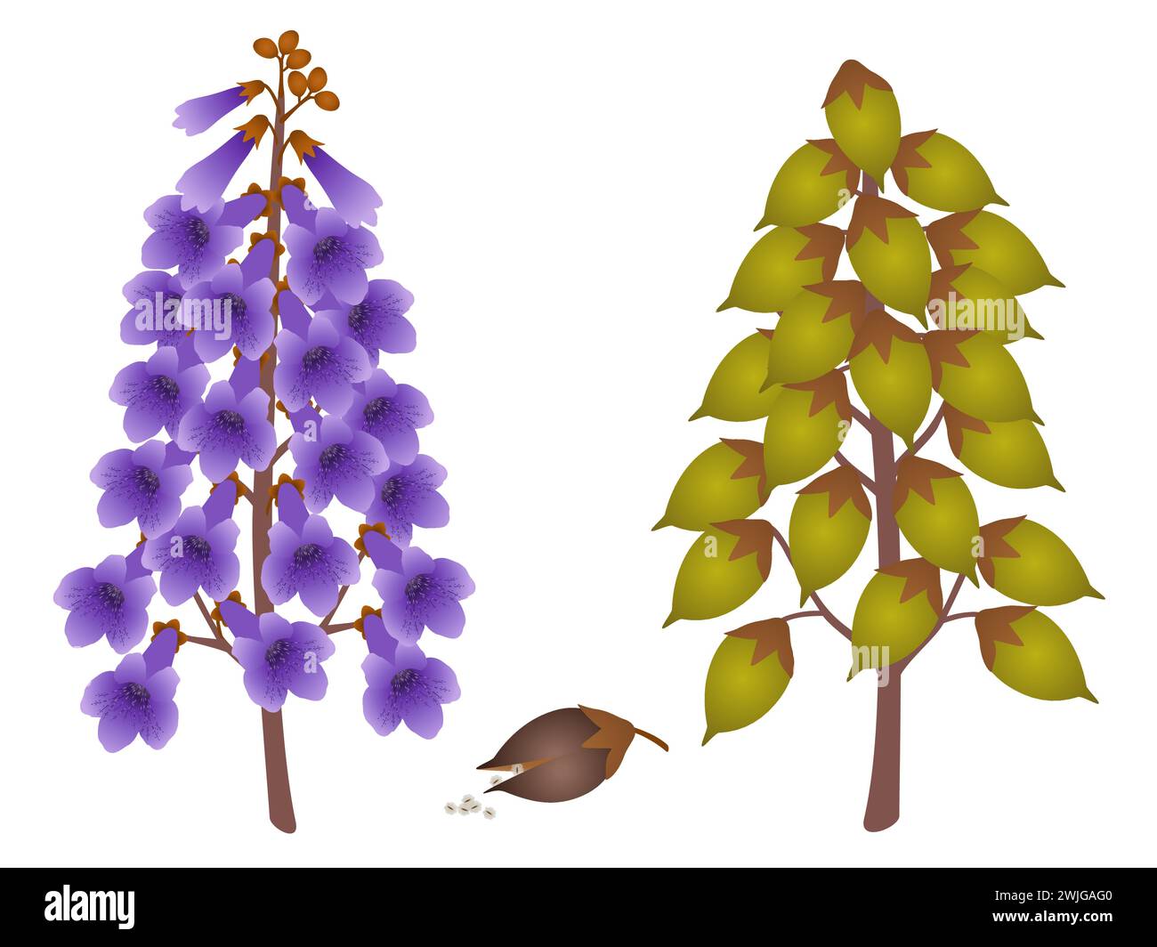 Inflorescenza di Paulownia e frutta con semi su un bianco. Illustrazione Vettoriale