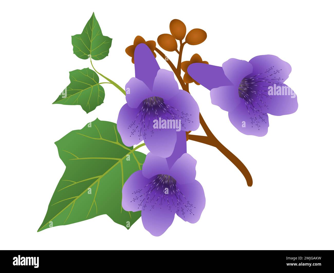 Fiori di Paulownia con foglie e gemme isolate su sfondo bianco. Illustrazione Vettoriale