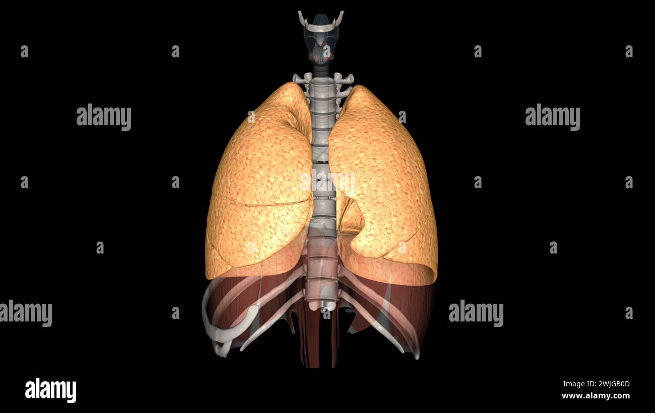 La funzione del polmone è quella di ottenere ossigeno dall'aria al sangue, eseguita dall'illustrazione alveoli3d Foto Stock
