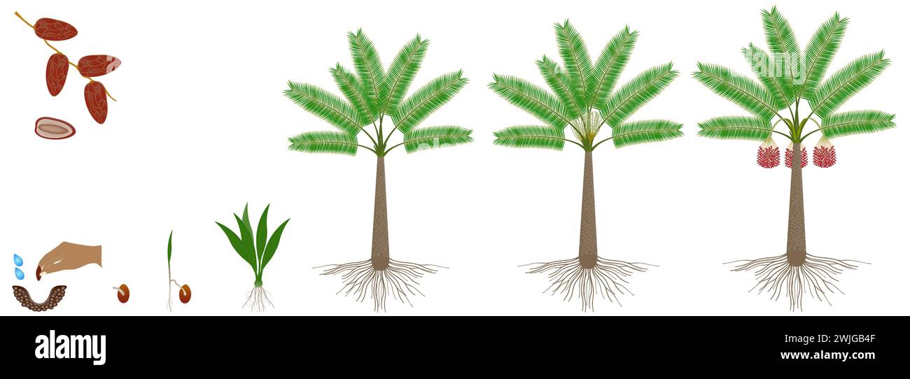 Ciclo di crescita della palma da dattero su sfondo bianco. Illustrazione Vettoriale