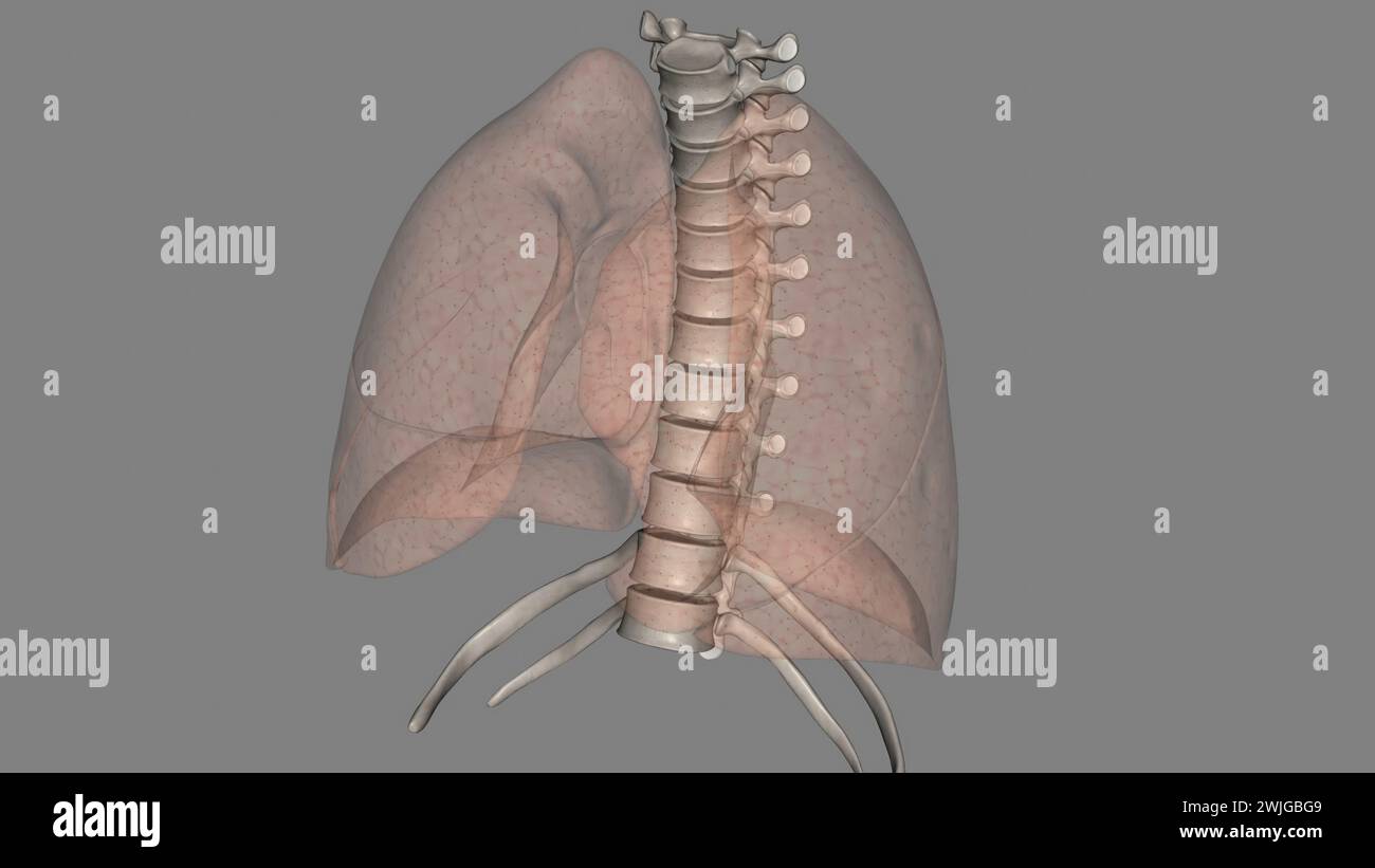 i polmoni aiutano a respirare e assorbire ossigeno nell'illustrazione 3d. Foto Stock
