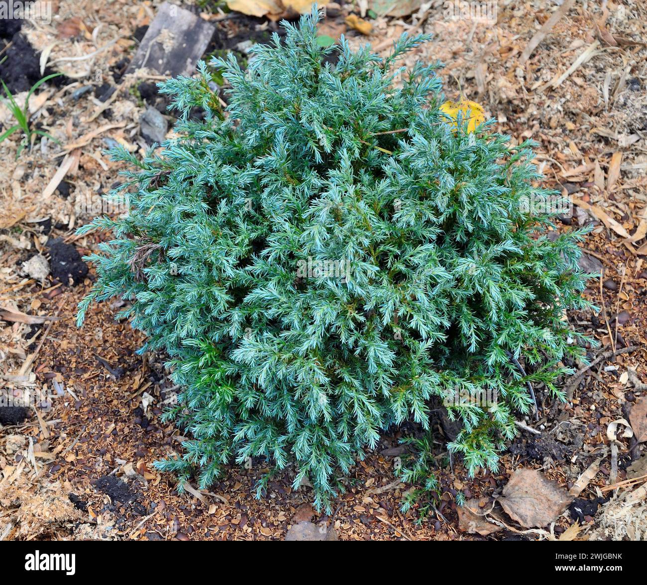 Conifere sempreverdi nane cipresso di Sawara o Chamaecyparis pisifera, Variety Blue Moon - pianta ornamentale con aghi blu-grigi e verdi, forma rotonda o. Foto Stock