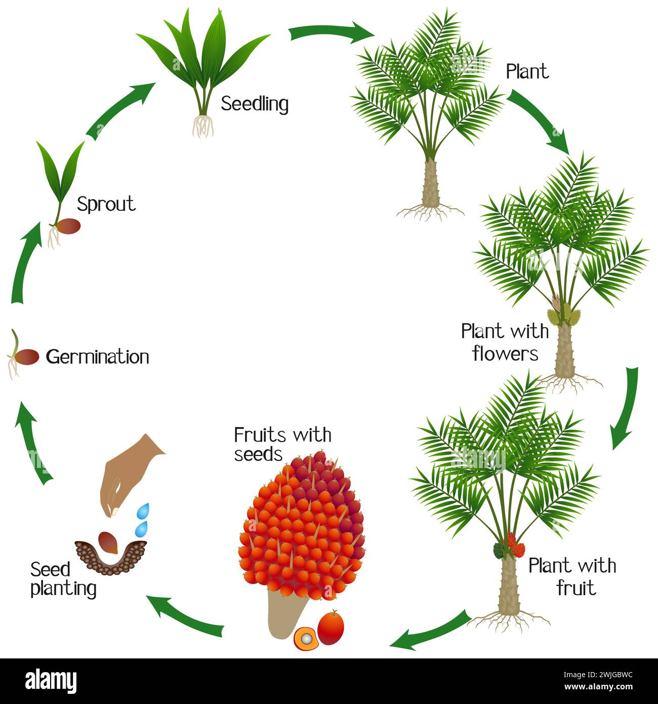 Un ciclo di crescita di palma da olio su sfondo bianco. Illustrazione Vettoriale