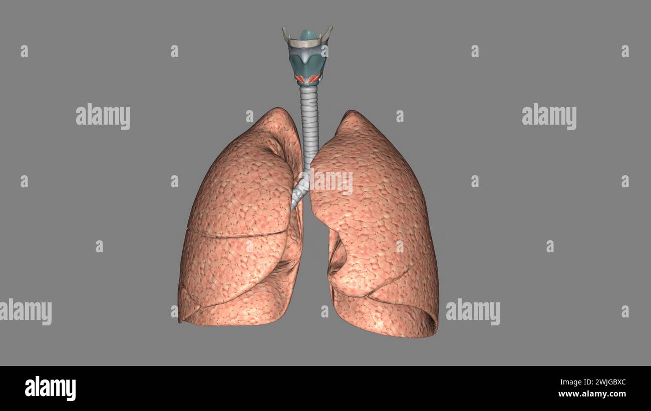 Il sistema respiratorio è la rete di organi e tessuti che aiutano a respirare l'illustrazione 3d. Foto Stock