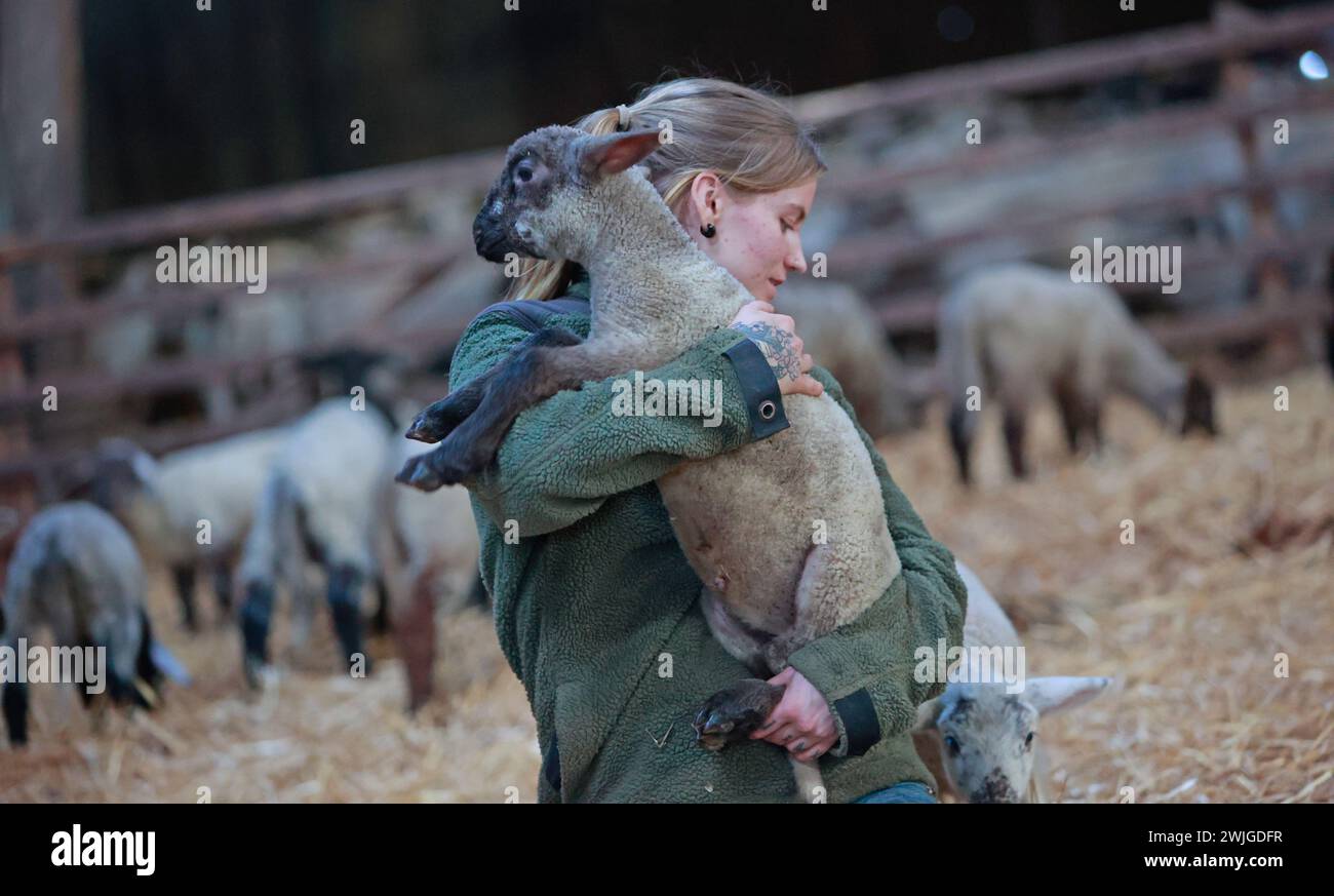 Wernigerode, Germania. 15 febbraio 2024. La dipendente Lara Scharwinski porta un agnello di poche settimane nell'allevamento di pecore di Kleemann. I giovani cosiddetti agnelli pasquali sono nati dall'inizio di febbraio. Shepherd Kleemann prevede fino a 800 agnelli entro la fine della stagione degli agnelli. Lui e i suoi dipendenti attualmente si prendono cura di 2000 animali. Sono utilizzati principalmente nella conservazione del paesaggio. Crediti: Matthias Bein/dpa/Alamy Live News Foto Stock