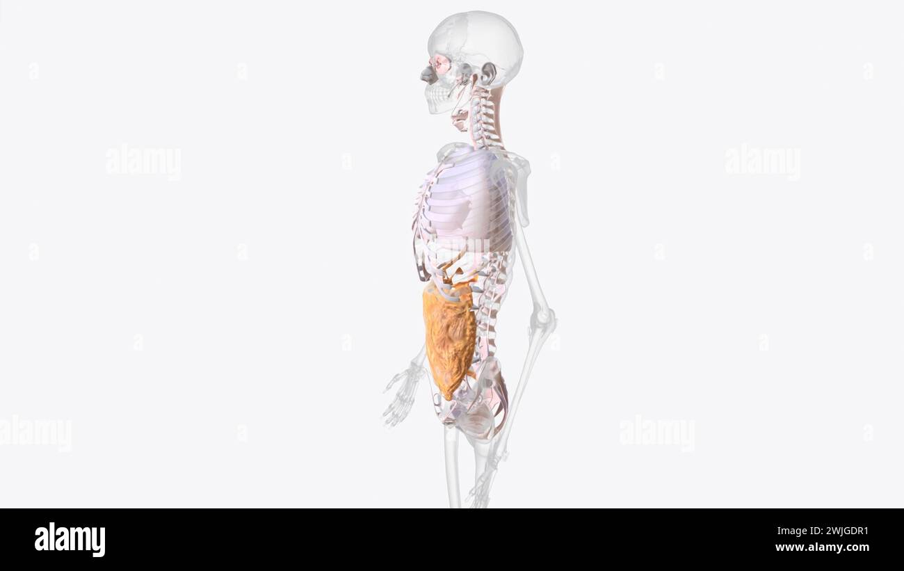 Il sistema del tessuto connettivo assiale è un continuum di fibra del polmone che mantiene l'area della superficie alveolare durante le variazioni del volume polmonare illustrazione 3d. Foto Stock