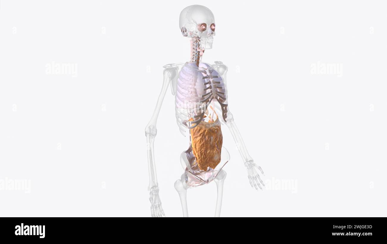 Il sistema del tessuto connettivo assiale è un continuum di fibra del polmone che mantiene l'area della superficie alveolare durante le variazioni del volume polmonare illustrazione 3d. Foto Stock